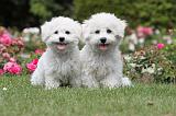 BICHON FRISE 519